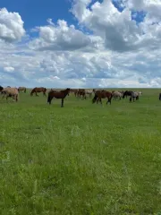 Сельскохозяйственный комплекс с землёй и техникой