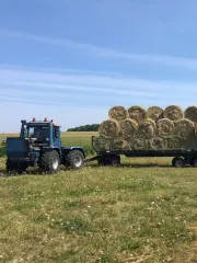 племенное хозяйство по разведению овец романовской породы